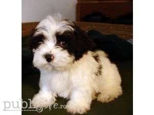 bichon albi cu pete de talie mica vaccinati *****n