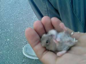 Hamsteri pitici vanzare