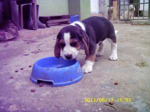 Vand pui beagle!