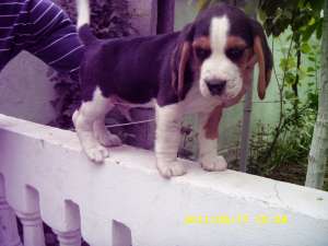 Vand pui beagle!