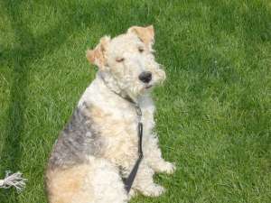 catei fox terrier