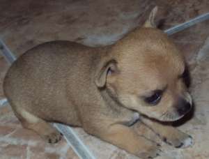 vand pui de chihuahua