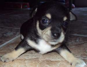 vand pui de chihuahua