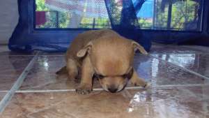 vand pui de chihuahua
