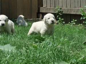 VAND CATELUSI GOLDEN RETRIEVER