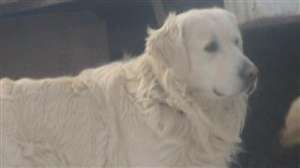 VAND CATELUSI GOLDEN RETRIEVER