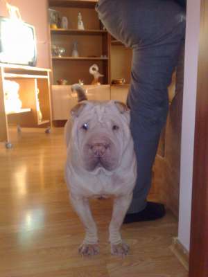 VAND PERECHE SHAR-PEI MATURI PT MAI MULTE INFORMATII ANDY_4_U_2006