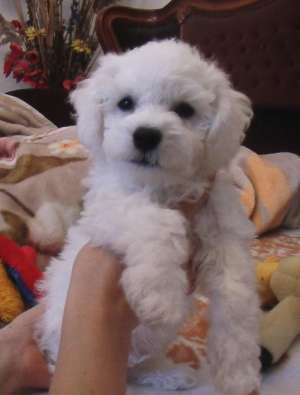 Vreau sa adopt un caine bichon , sau yorkshire(talie mica).Imi doresc foarte mult sa adopt un astfel