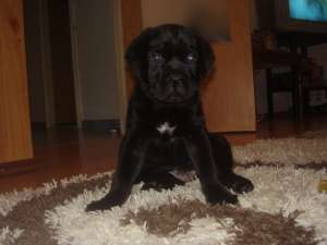 Canecorso de vanzare