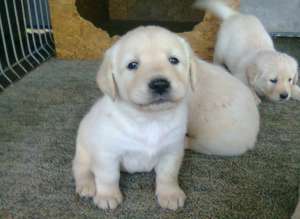 vand labrador retreiver