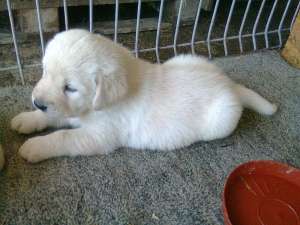 vand labrador retreiver