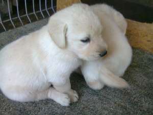 vand labrador retreiver