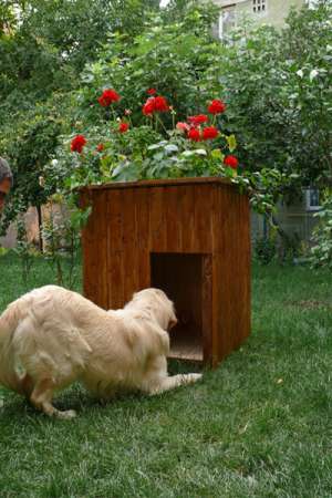 Vand casa caine