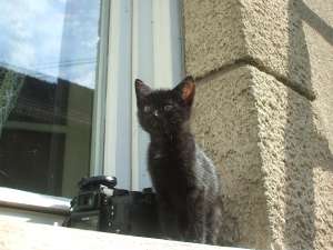 Ofer 2 pui de pisica spre adoptie