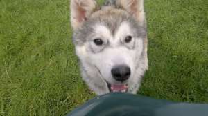 VIND MASCUL HUSKY IN VIRSTA DE 4LUNI