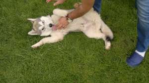VIND MASCUL HUSKY IN VIRSTA DE 4LUNI
