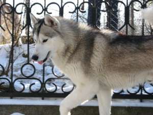 Vand pui Husky