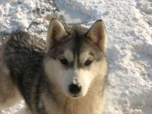 Vand pui Husky