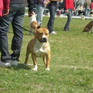 VaNd Pui amstaff !!!