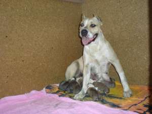 VaNd Pui amstaff !!!
