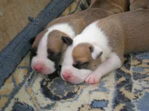 VaNd Pui amstaff !!!