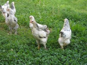 Gaini Brahma Herminat Deschis