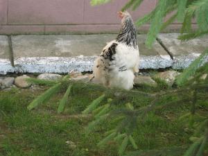 Gaini Brahma Herminat Deschis