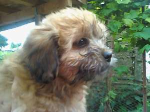 vand bichon havanez