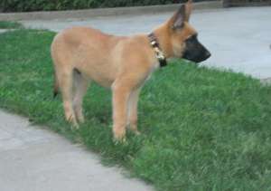 Vand pui Malinois, superbi