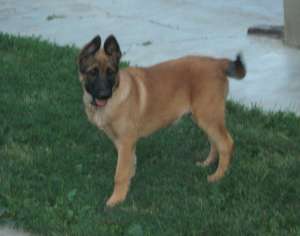 Vand pui Malinois, superbi