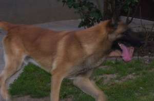 Vand pui Malinois, superbi