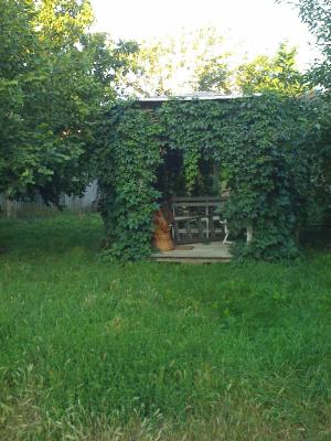 CASA CARAMIDA SI CURTE BRAILA