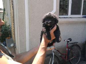 caini de vanzare rasa Caniche