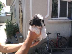 caini de vanzare rasa Caniche
