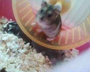 Hamsteri pitici