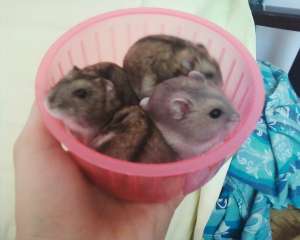 Hamsteri pitici