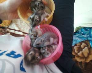 Hamsteri pitici
