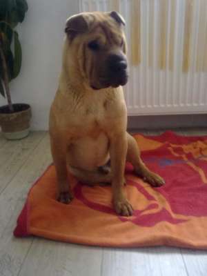 OFER SHAR PEI MASCUL PENTRU MONTA
