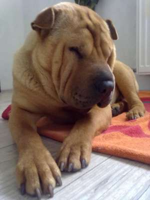 OFER SHAR PEI MASCUL PENTRU MONTA