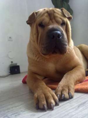 OFER SHAR PEI MASCUL PENTRU MONTA