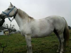 vand iapa si manz ! pentru detalii tel.0785043468