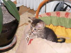 adoptie pui de pisica