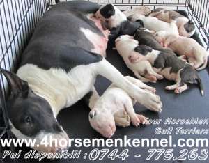 Bull Terrier de calitate