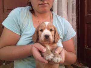vand pui cocker spaniel englez