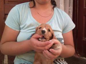 vand pui cocker spaniel englez