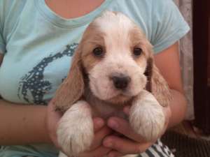 vand pui cocker spaniel englez