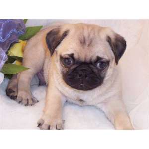 pug catelus pentru acasă