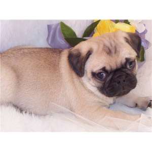 pug catelus pentru acasă