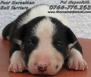 Oferta pui Bullterrier