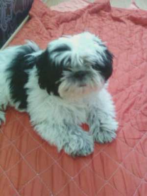 vand un caine shih tzu